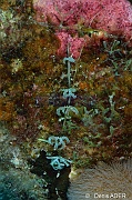 Caulerpa serrulata Caulerpe lame de scie-Bonaire Tolo-25m-20180222-Denis-ADER-DSC_7526_tn